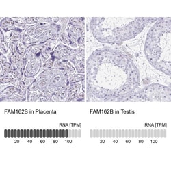 FAM162B Antibody, Novus Biologicals:Antibodies:Primary Antibodies
